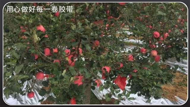 如何挑选合适的果树反光膜[91视频网站下载胶带]